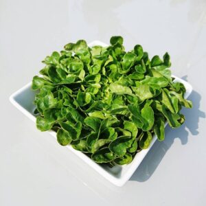 Spinach - europafoodxb